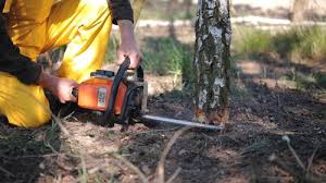 Best Arborist Consultation Services  in Lenoir City, TN