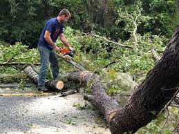 Trusted Lenoir City, TN Tree Removal Experts
