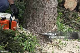 Best Root Management and Removal  in Lenoir City, TN
