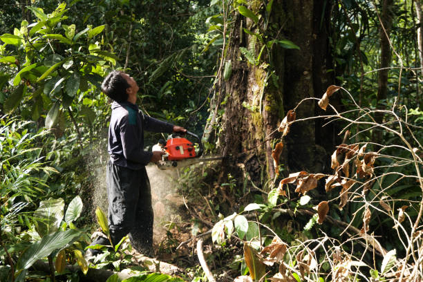 Best Hazardous Tree Removal  in Lenoir City, TN