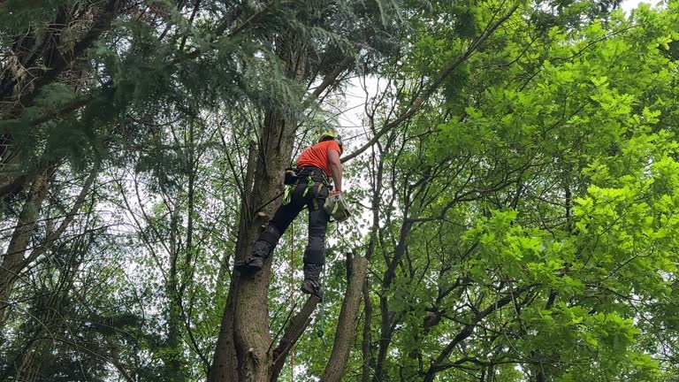Best Tree Health Inspection  in Lenoir City, TN