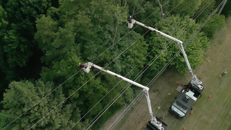 Best Tree Disease Treatment  in Lenoir City, TN