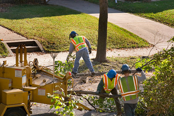 Best Organic Lawn Care Solutions  in Lenoir City, TN