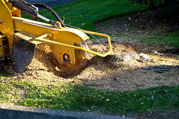 Best Stump Grinding and Removal  in Lenoir City, TN